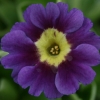 Primula Auricula Wycliffe Midnight - Abriachan Nurseries